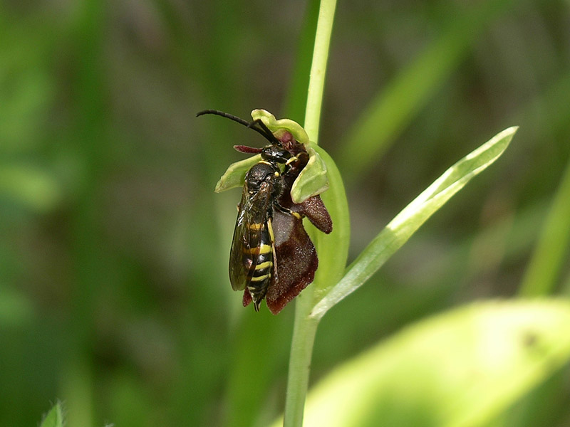 Psudocopulazione: Argogorytes mystaceus/Ophrys insectifera